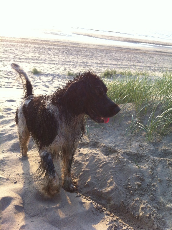 hondje op strand