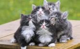 kittens, kitten, kleine poesjes, baby poesjes