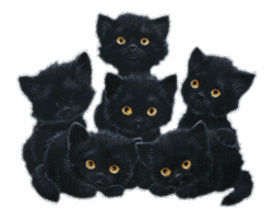 pech, narigheid, tegenslag, pech, slecht voorteken, zwarte katten, black kat, bad luck