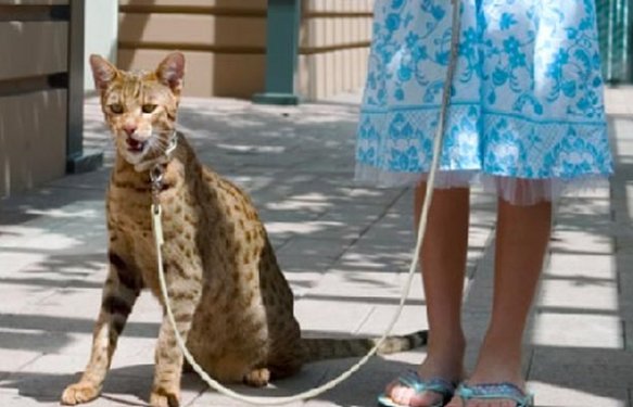 Savannah cat, grootste kat, huisdier, enorme kat