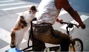 kat op fiets, katten wielrennen , fietsende kat