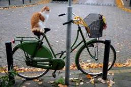 kat op fiets, katten wielrennen , fietsende kat