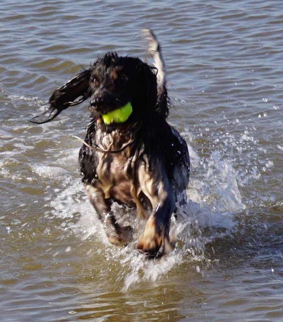 hondje in zee, spelen met bal, strand, branding, hond, jachthond aan het werk